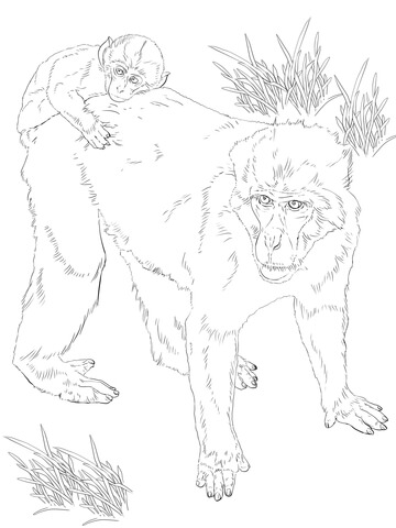 Japanese Macaque With Baby Coloring Page